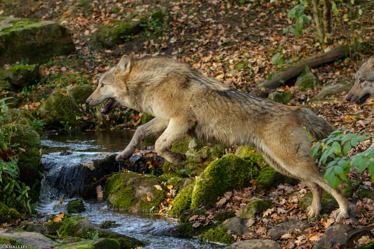 Pup6m15MuensterKati_Gandalf-23