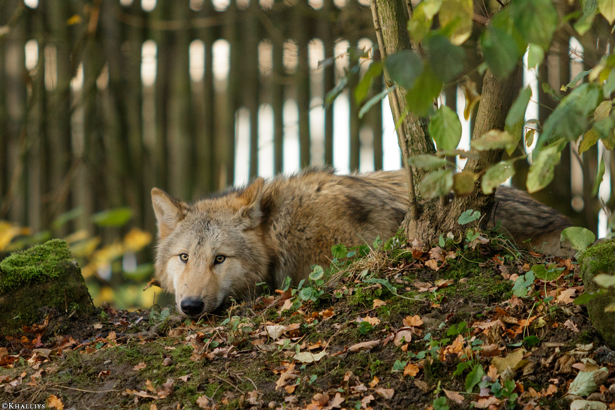 Pup6m15MuensterKati_Gandalf-24