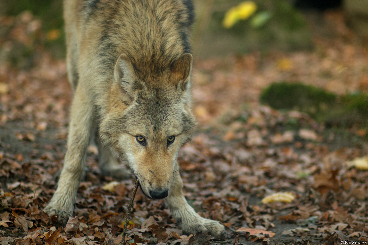 Pup6m15MuensterKati_Gandalf-27
