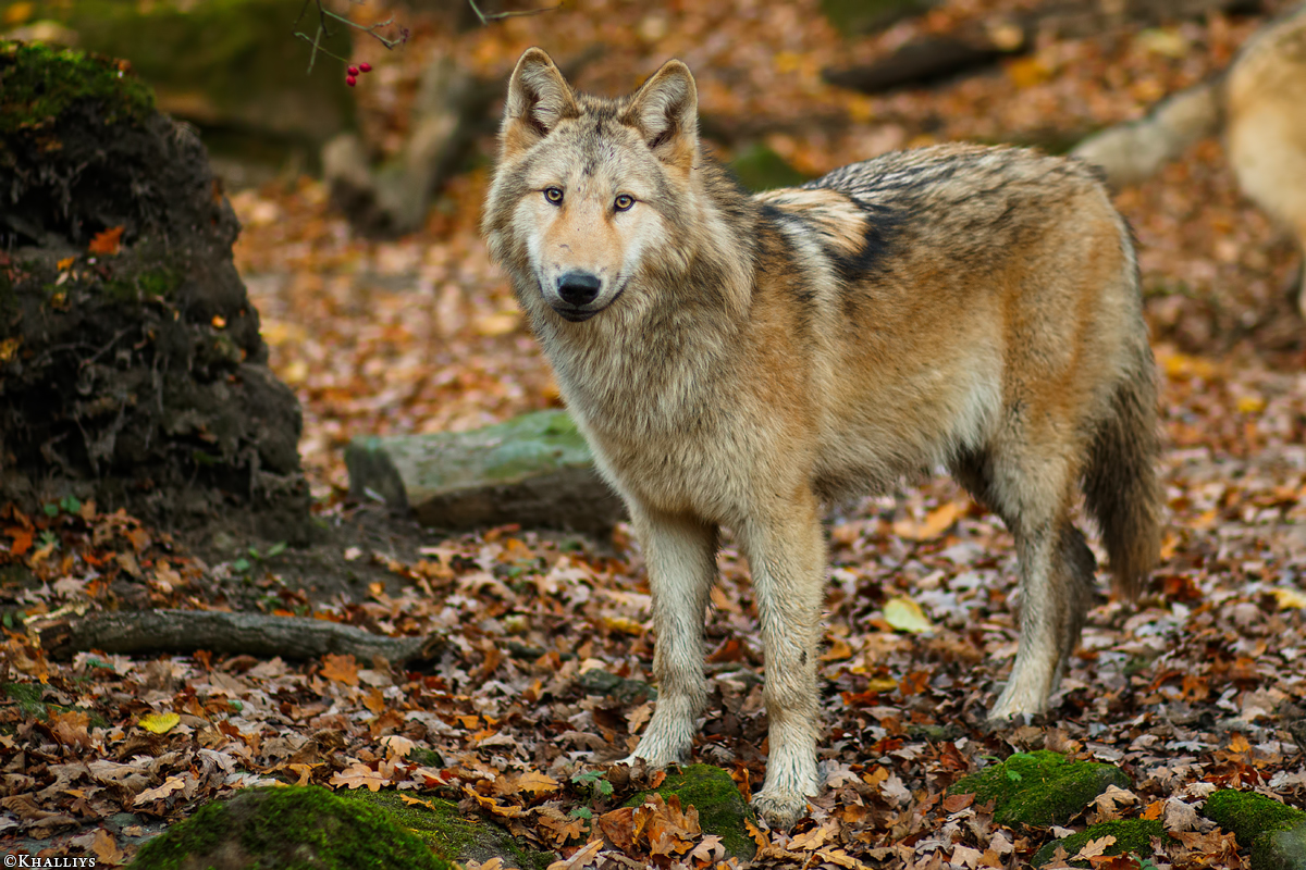 Pup6m15MuensterKati_Gandalf-28