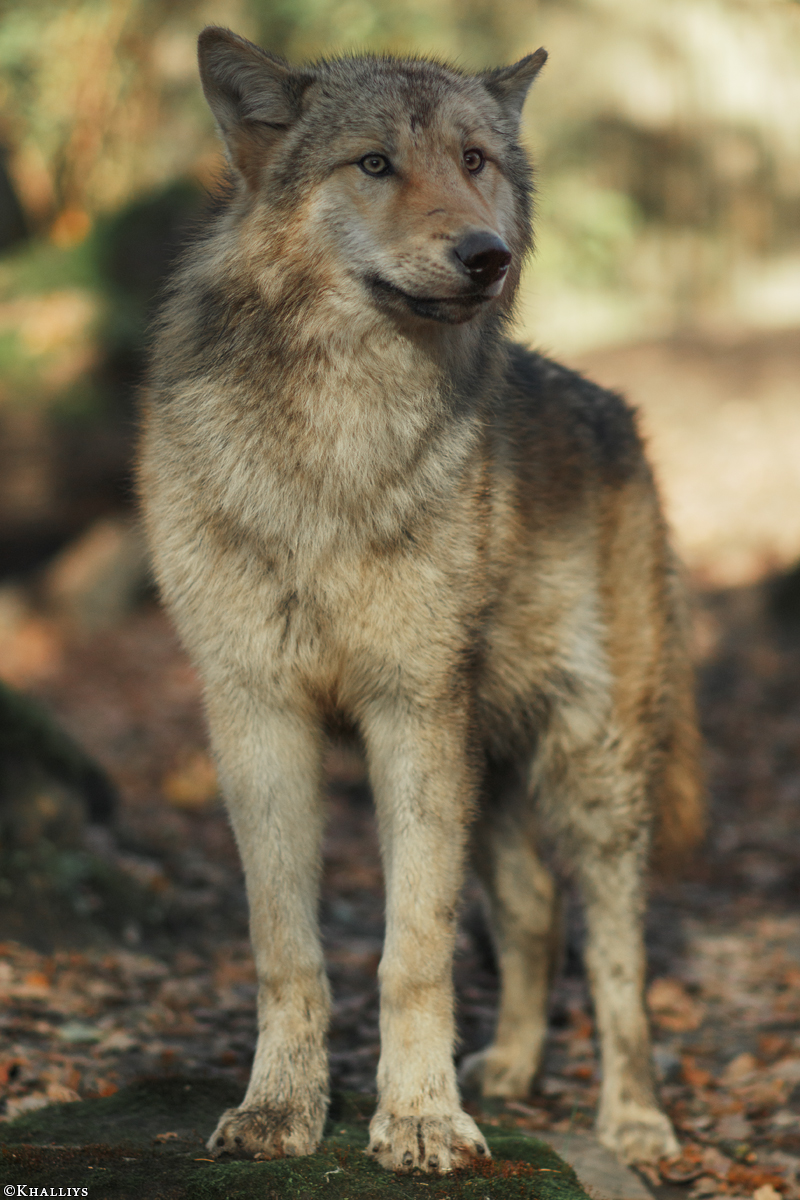 Pup6m15MuensterKati_Gandalf-30