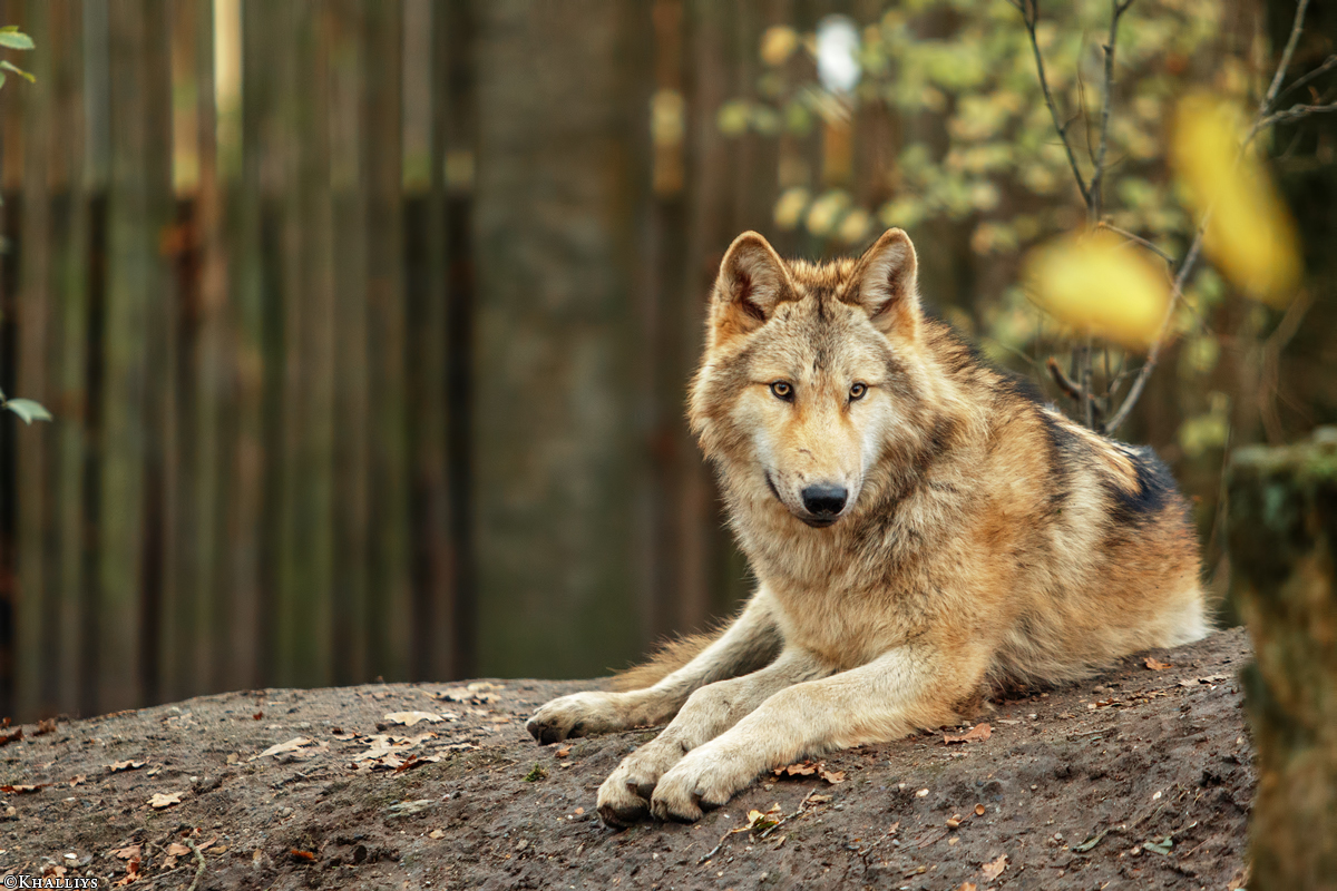 Pup6m15MuensterKati_Gandalf-37
