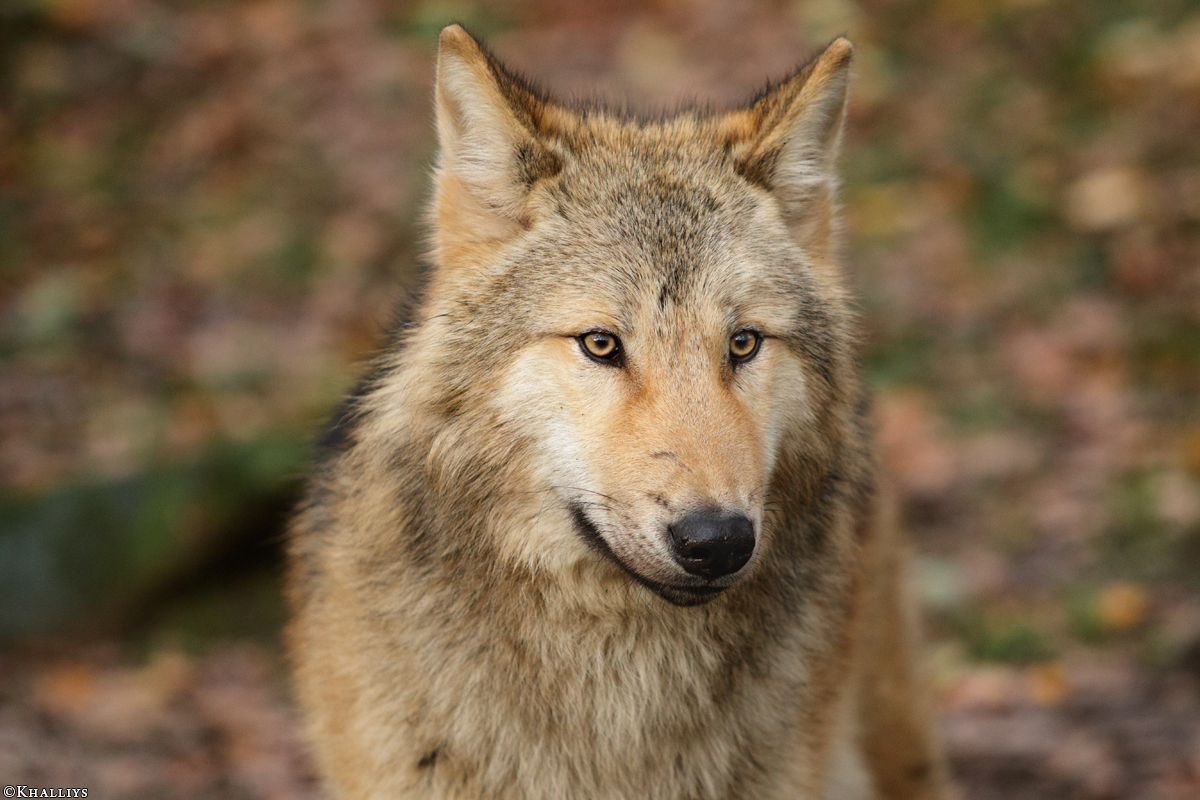 Pup6m15MuensterKati_Gandalf-41