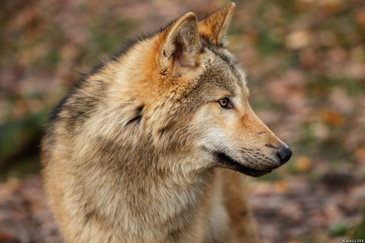Pup6m15MuensterKati_Gandalf-42