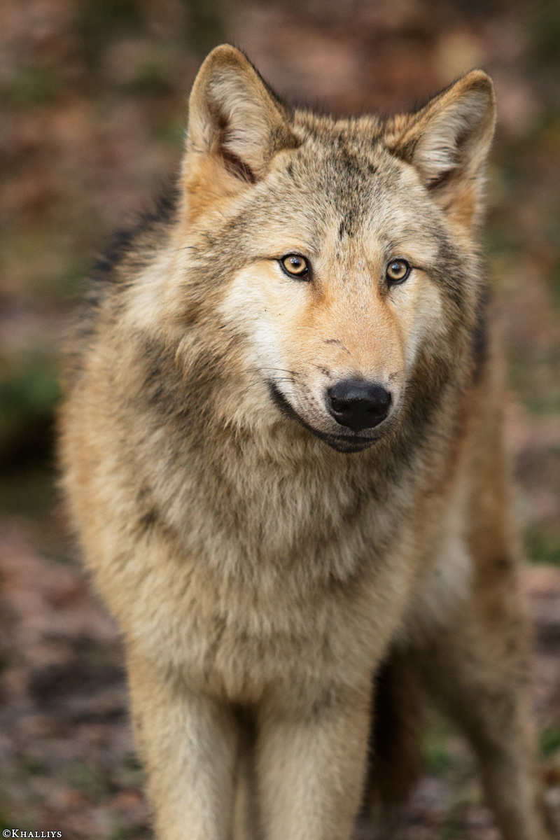 Pup6m15MuensterKati_Gandalf-45