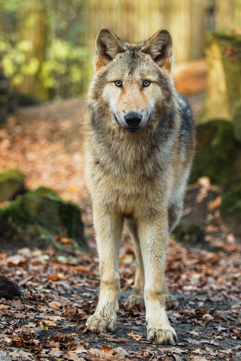 Pup6m15MuensterKati_Gandalf-47