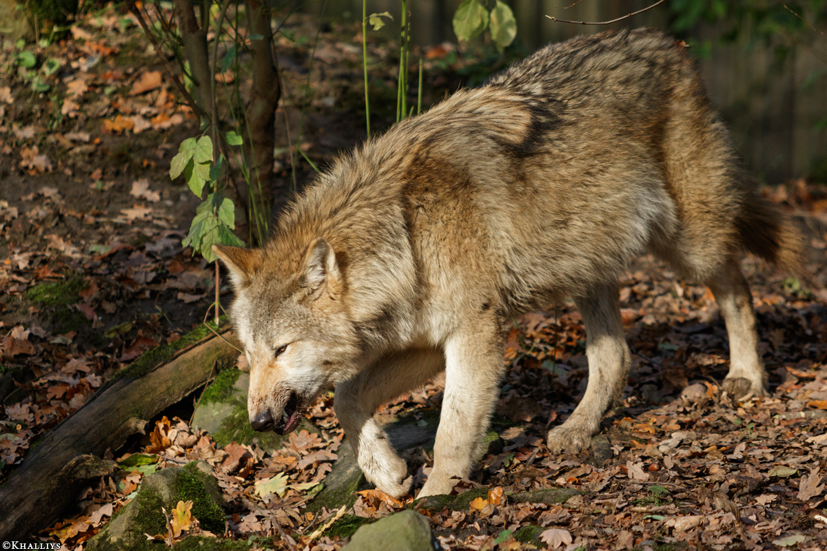 Pup6m15MuensterKati_Gandalf-48