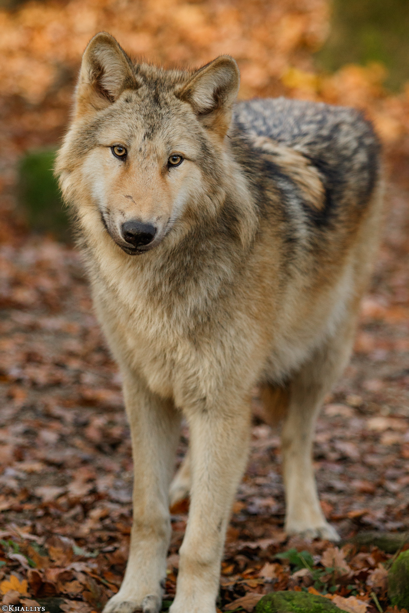Pup6m15MuensterKati_Gandalf-56
