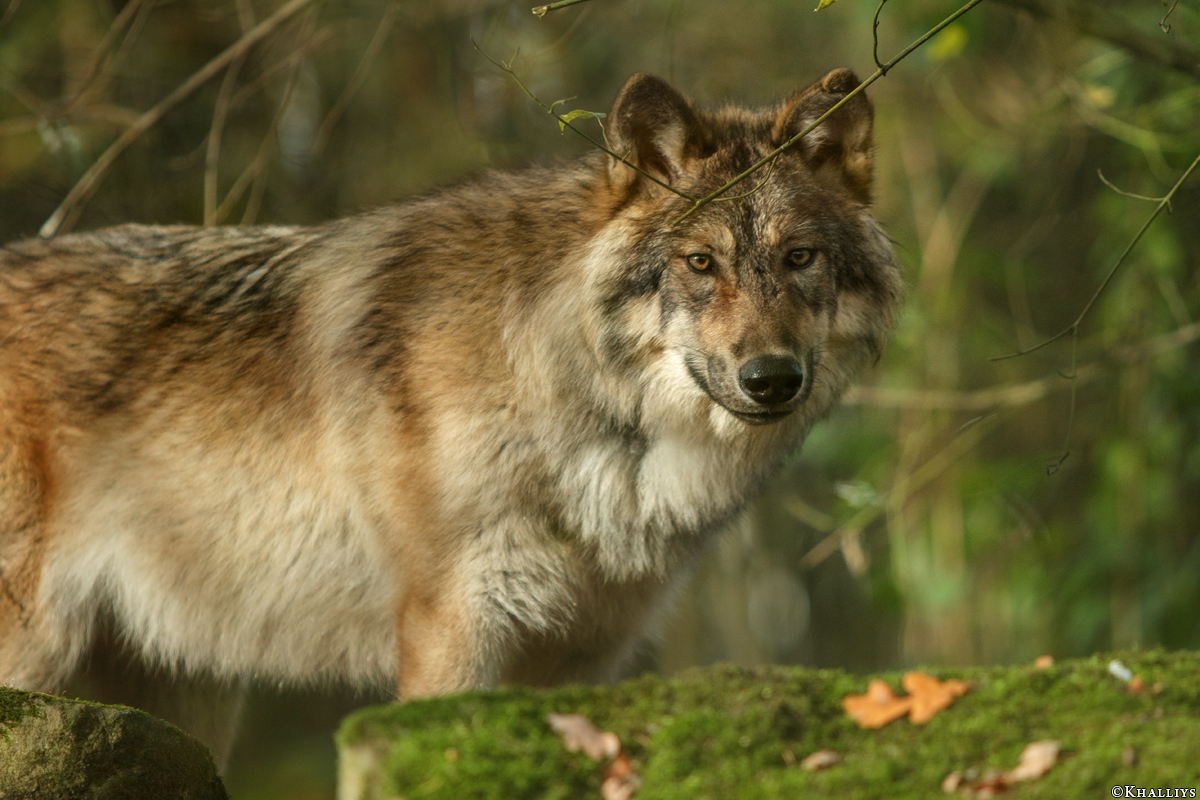 Pup6m15MuensterKati_Gimli-15