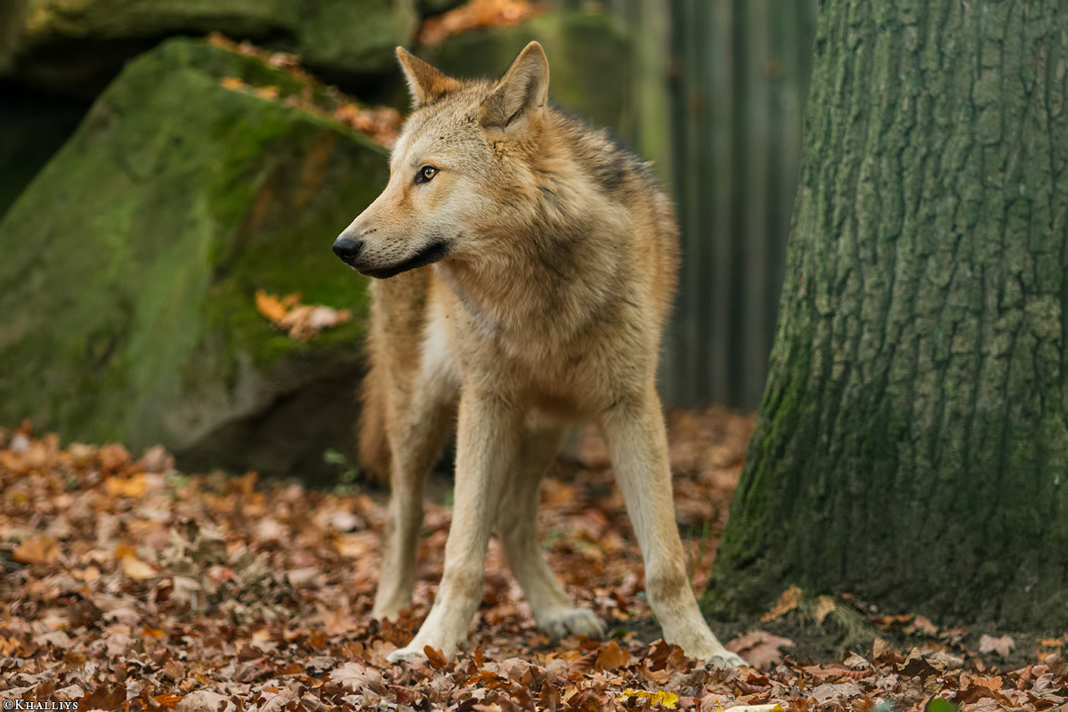 Pup6m15MuensterKati_Legolas-15