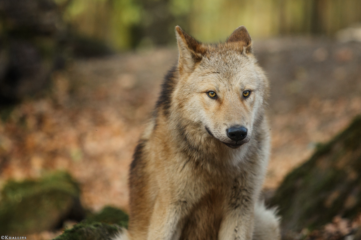 Pup6m15MuensterKati_Legolas-32