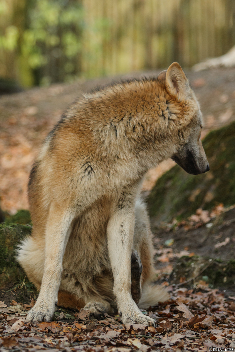 Pup6m15MuensterKati_Legolas-33