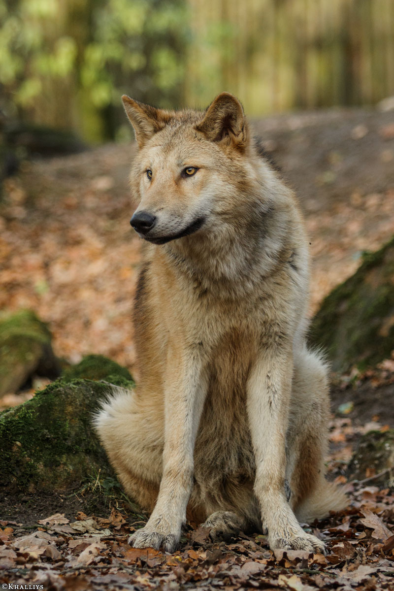 Pup6m15MuensterKati_Legolas-34