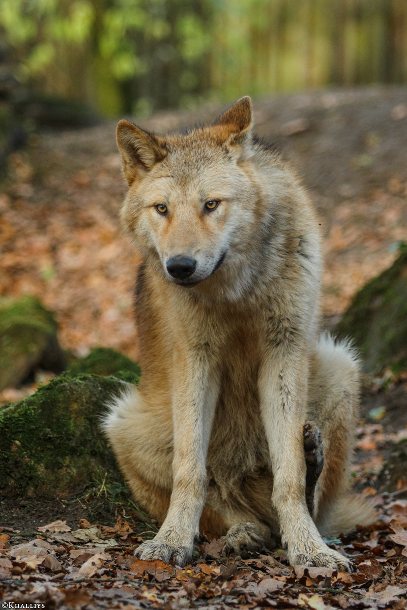 Pup6m15MuensterKati_Legolas-35