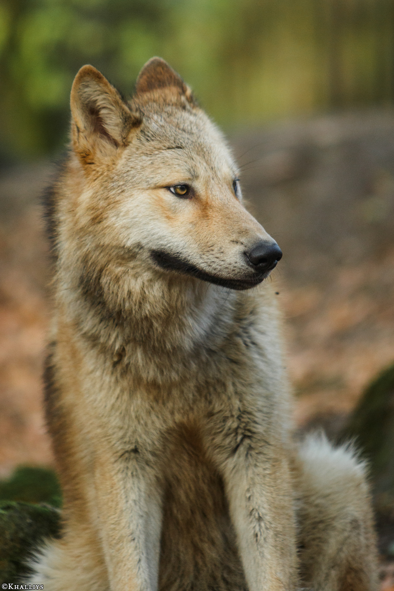 Pup6m15MuensterKati_Legolas-36
