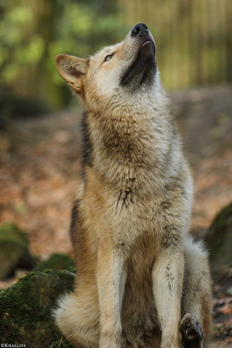 Pup6m15MuensterKati_Legolas-38