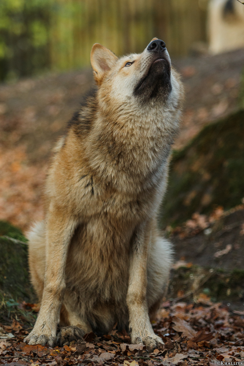 Pup6m15MuensterKati_Legolas-39