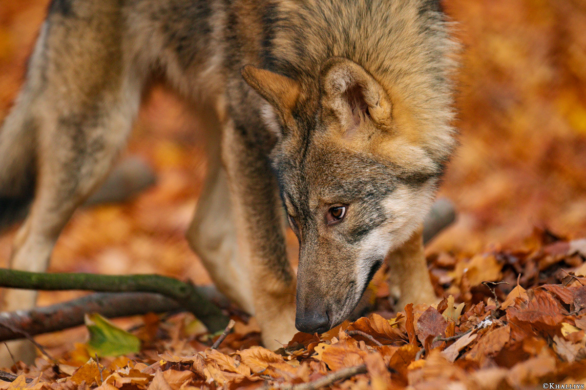 Pup6m18OlderdissenKati_Ylvi-02