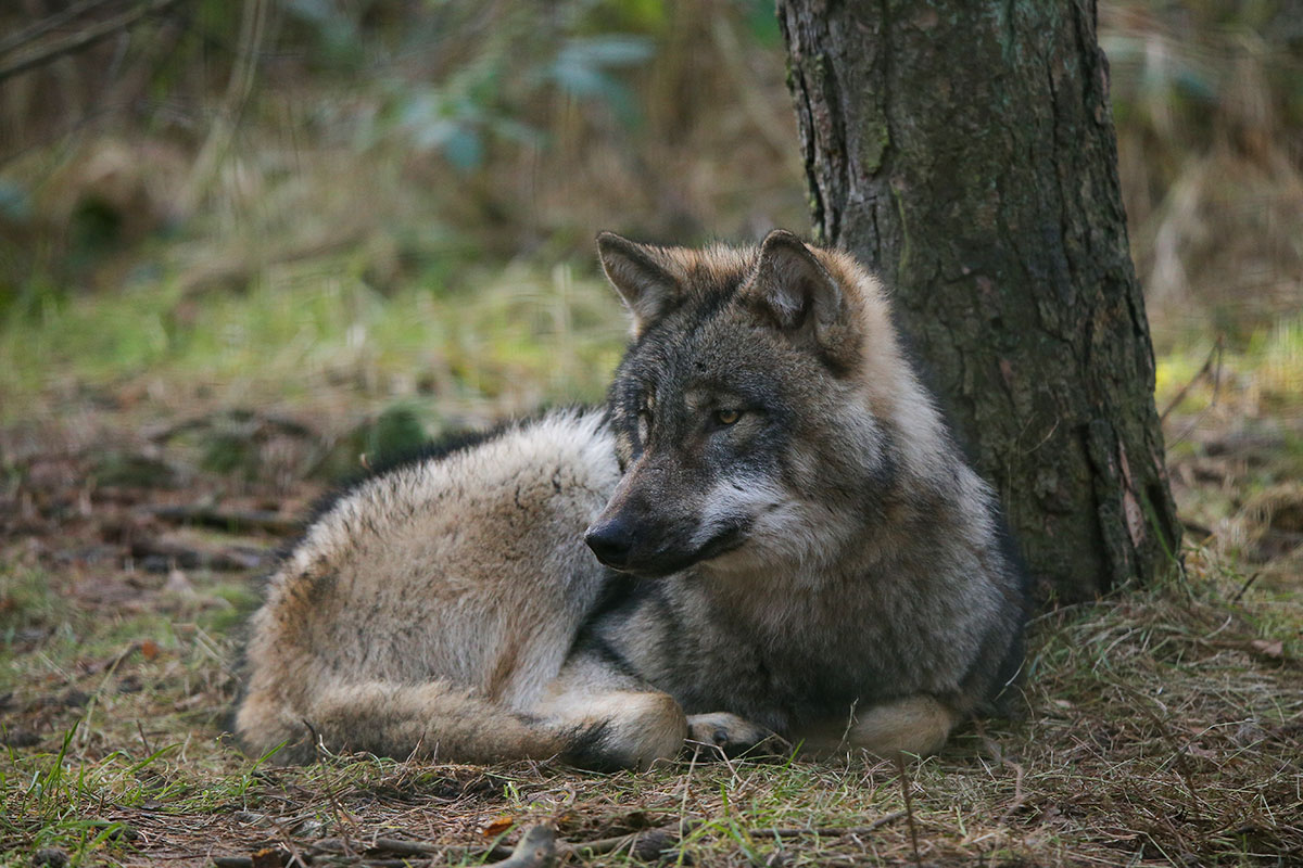 pup6m27schorfheide-brown-08