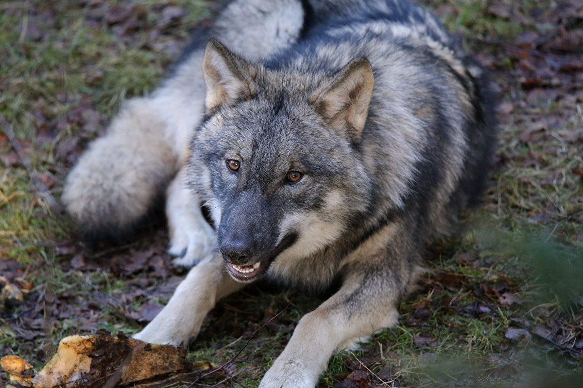 pup6m27schorfheide-brown-15