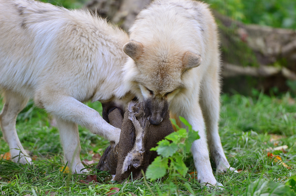 Pup6m12SpringeBineG_pup-04