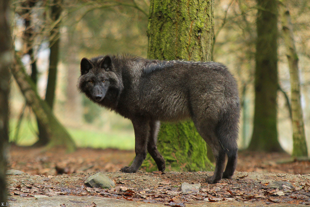 Pup7m12EderseeKati_Ceyla-08