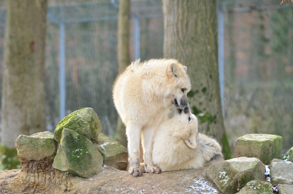 Pup7m12SpringeBineG_pup-05