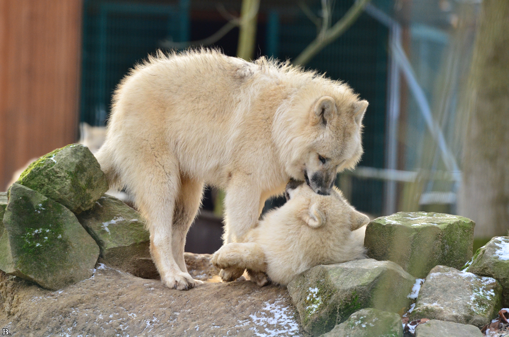 Pup7m12SpringeBineG_pup-08