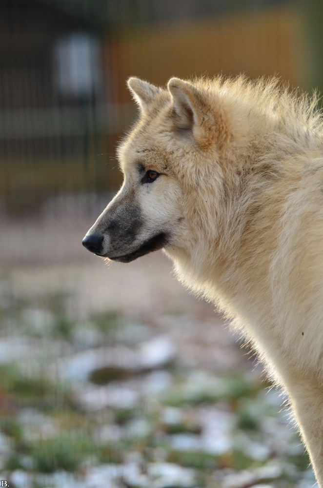 Pup7m12SpringeBineG_pup-103