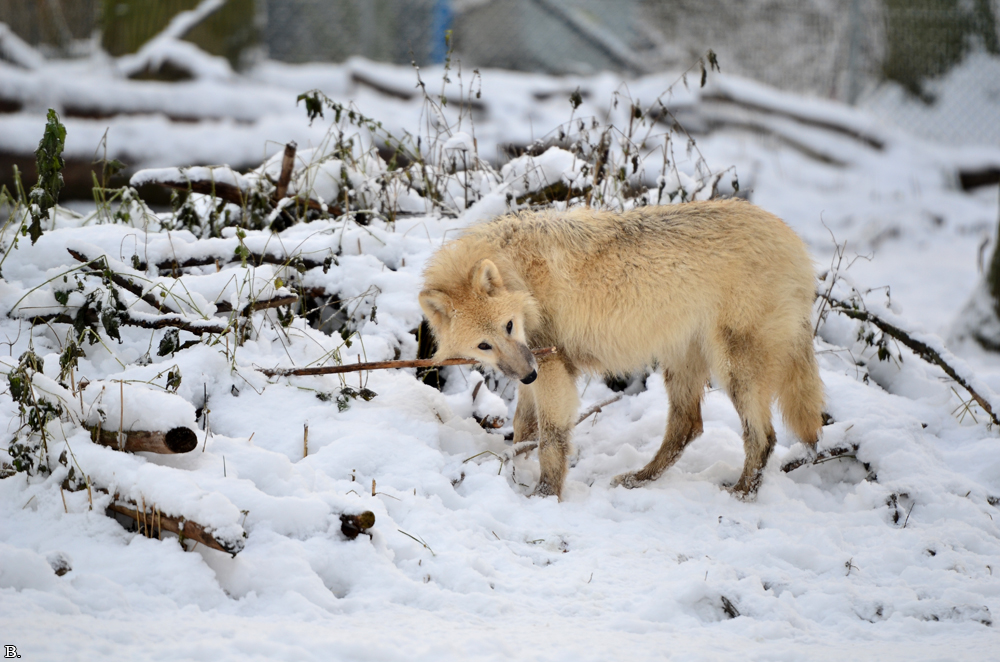 Pup7m12SpringeBineG_pup-108