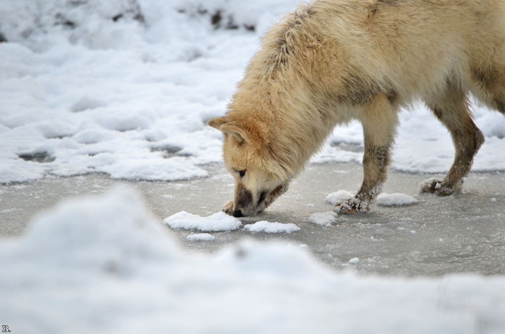 Pup7m12SpringeBineG_pup-111