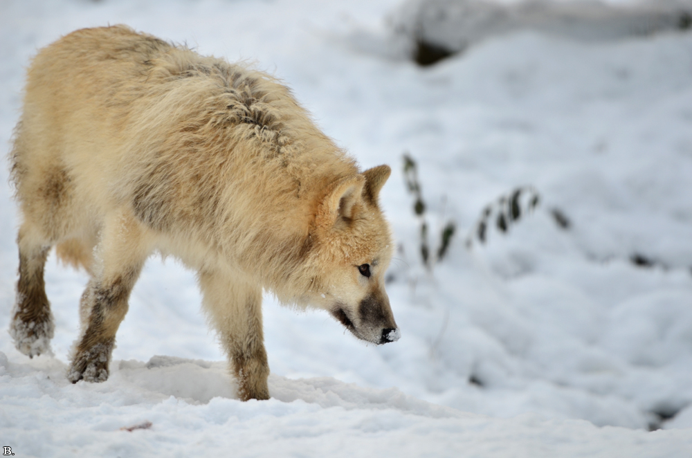 Pup7m12SpringeBineG_pup-113