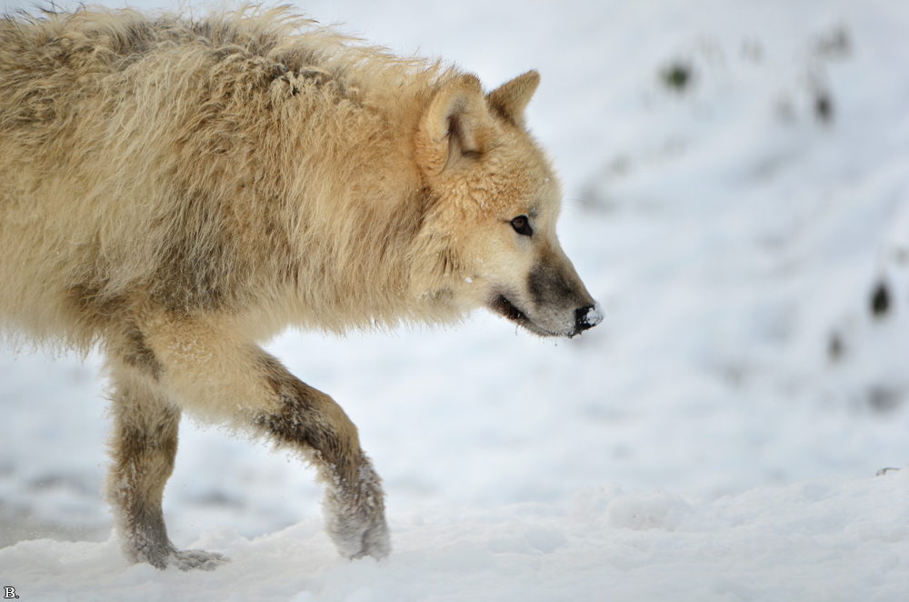 Pup7m12SpringeBineG_pup-116
