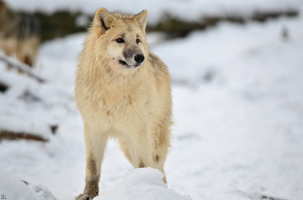 Pup7m12SpringeBineG_pup-119