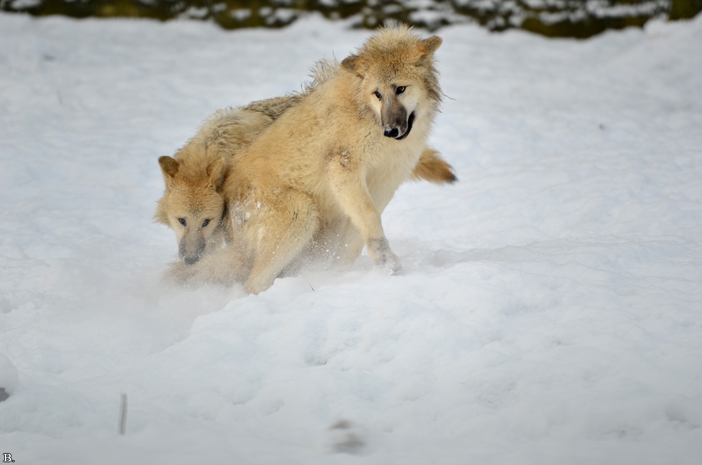 Pup7m12SpringeBineG_pup-122