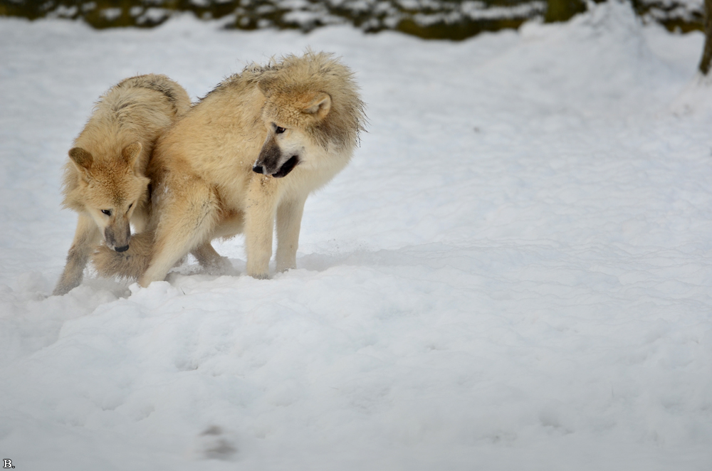 Pup7m12SpringeBineG_pup-123