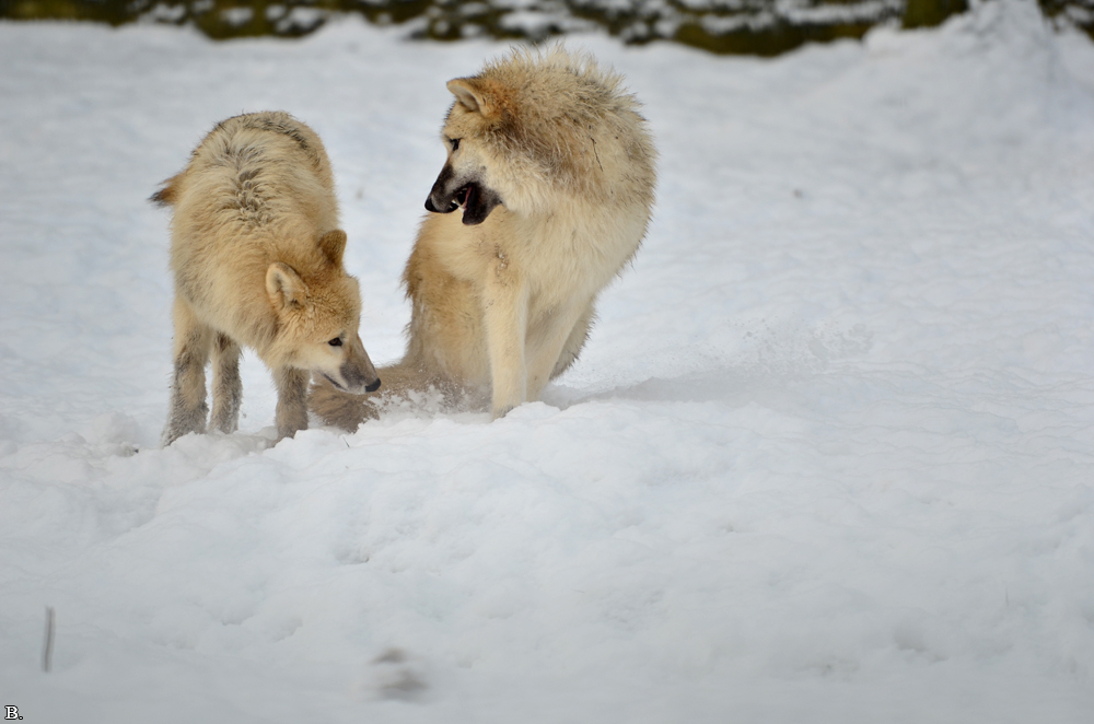 Pup7m12SpringeBineG_pup-124