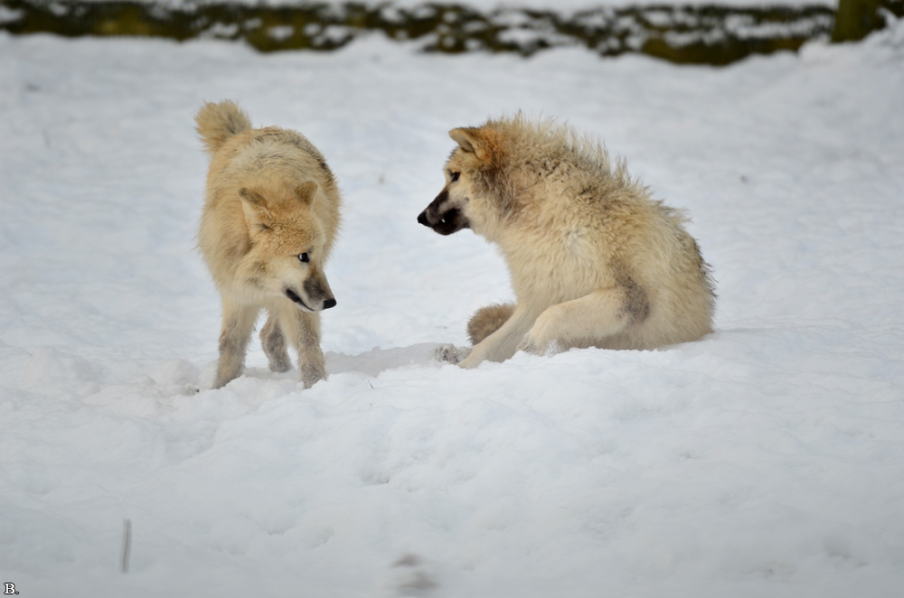 Pup7m12SpringeBineG_pup-125