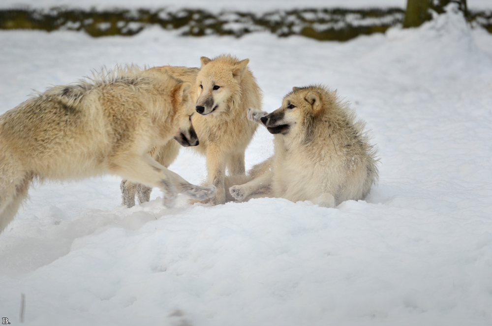 Pup7m12SpringeBineG_pup-127