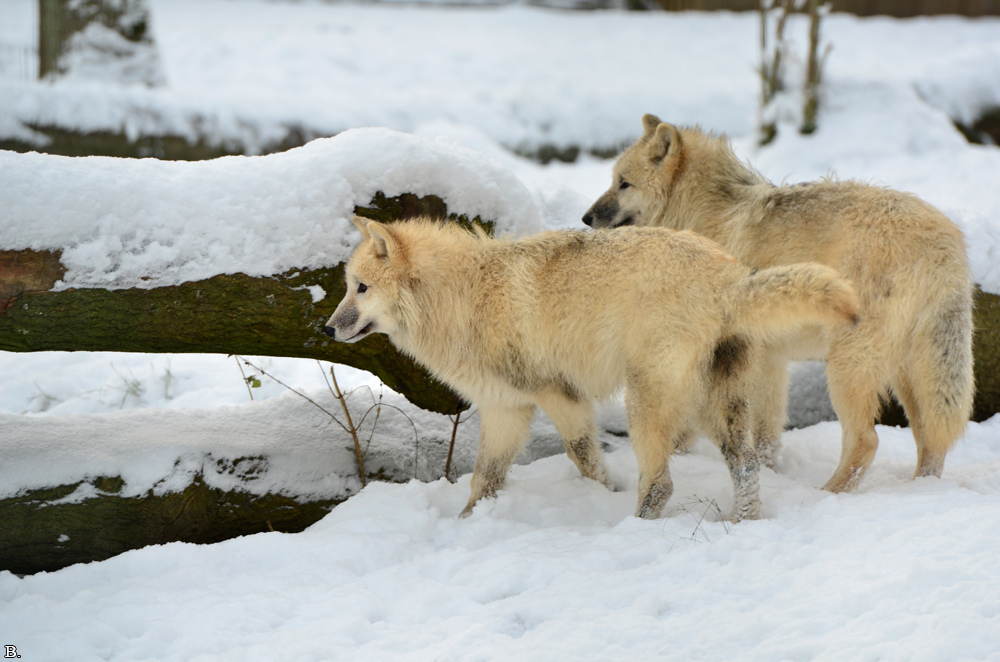 Pup7m12SpringeBineG_pup-129