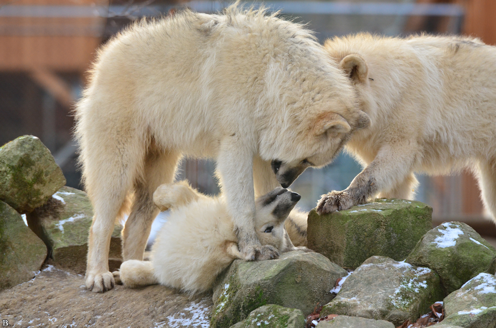 Pup7m12SpringeBineG_pup-12