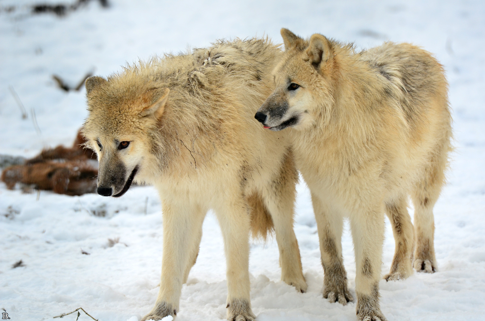 Pup7m12SpringeBineG_pup-134