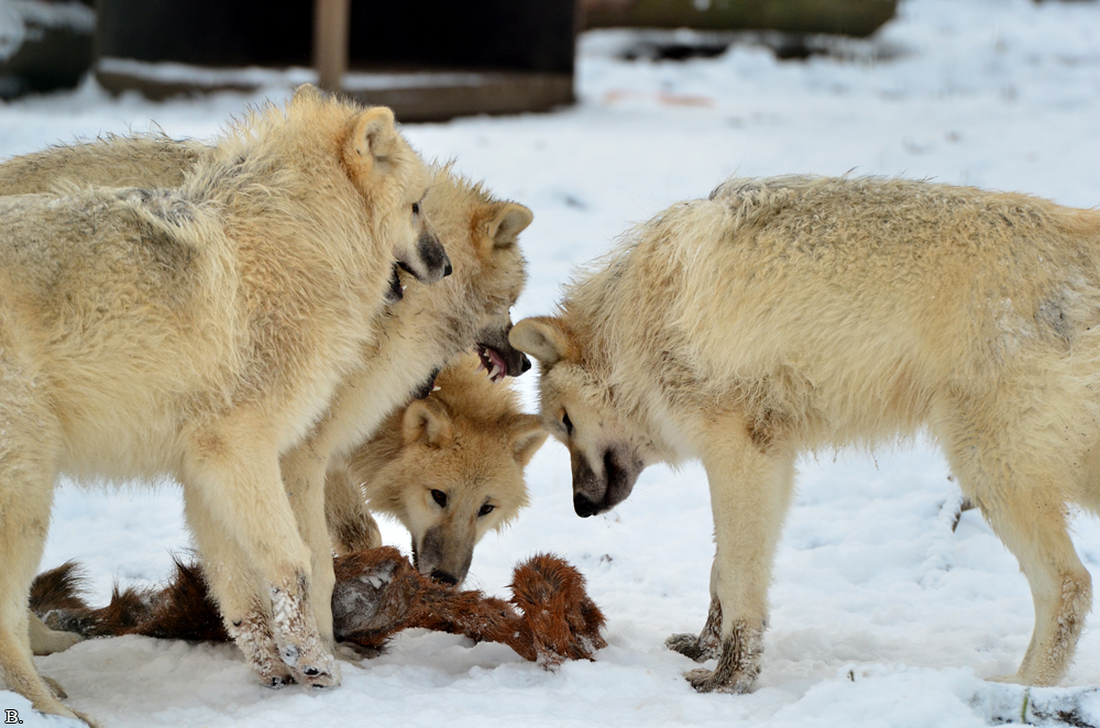 Pup7m12SpringeBineG_pup-137