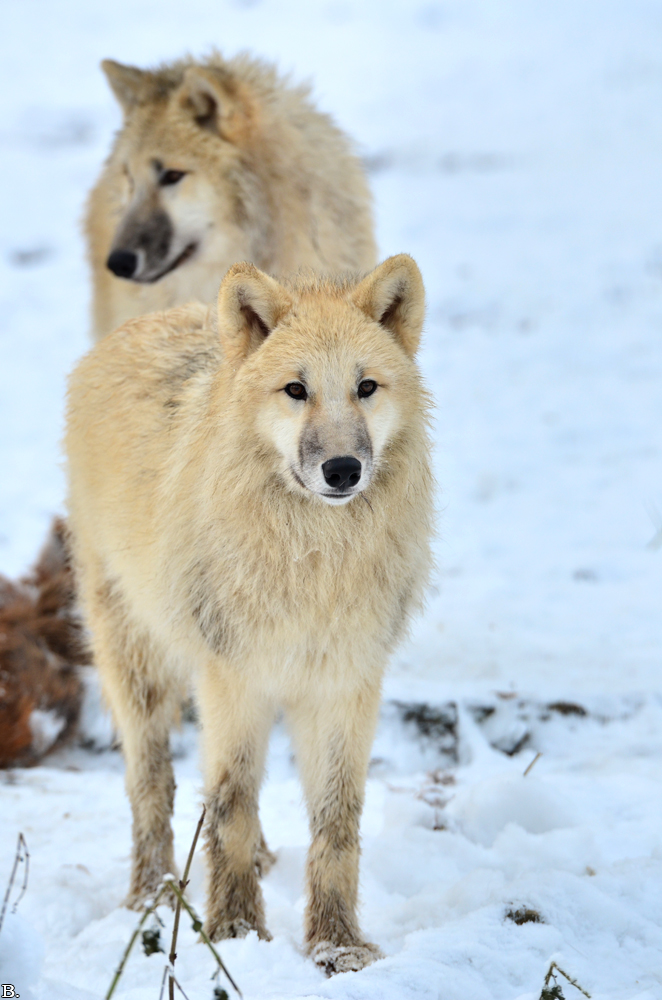 Pup7m12SpringeBineG_pup-140