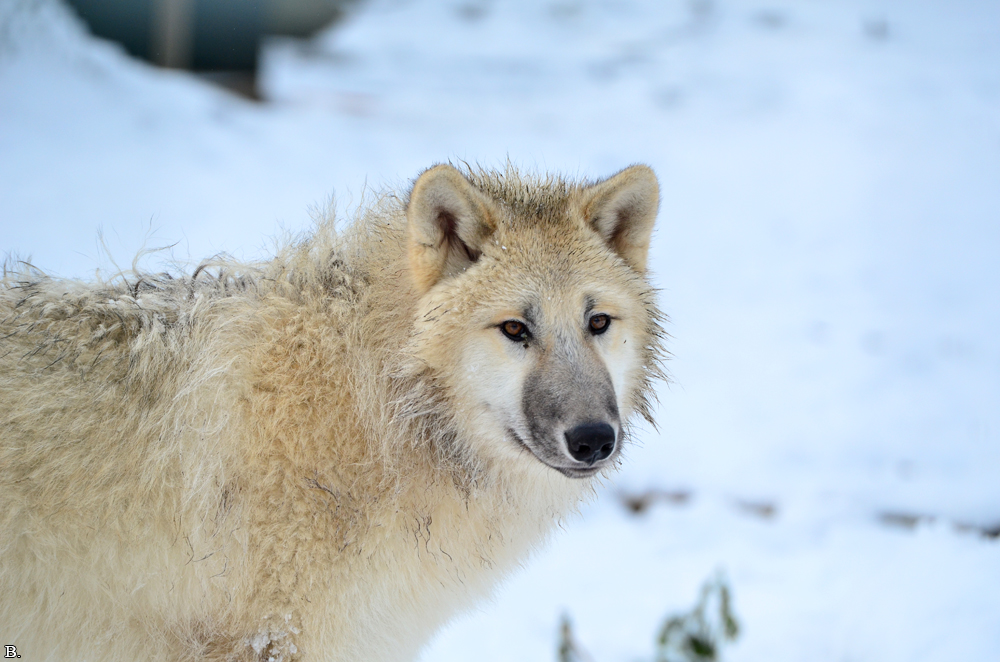 Pup7m12SpringeBineG_pup-142