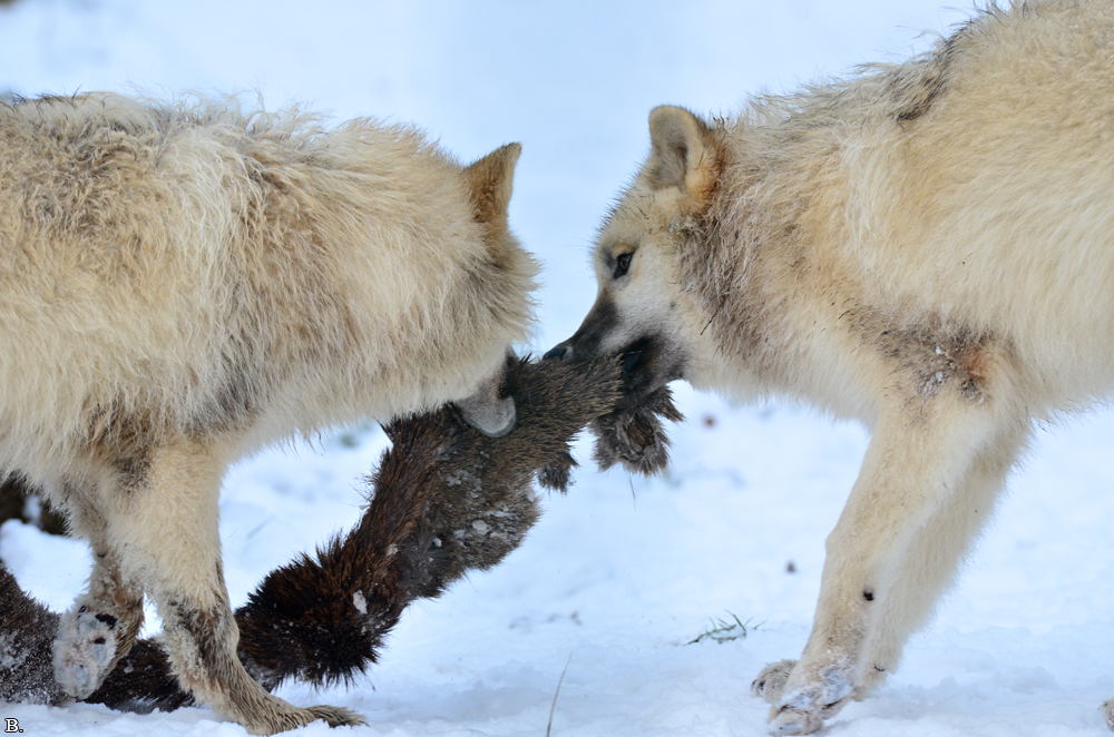 Pup7m12SpringeBineG_pup-144