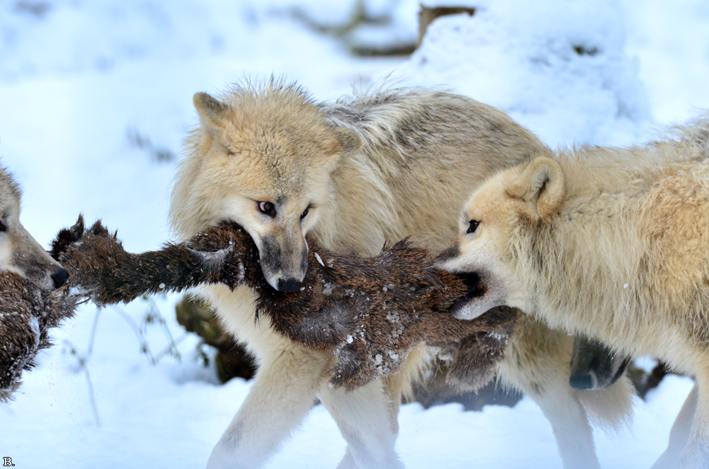 Pup7m12SpringeBineG_pup-146