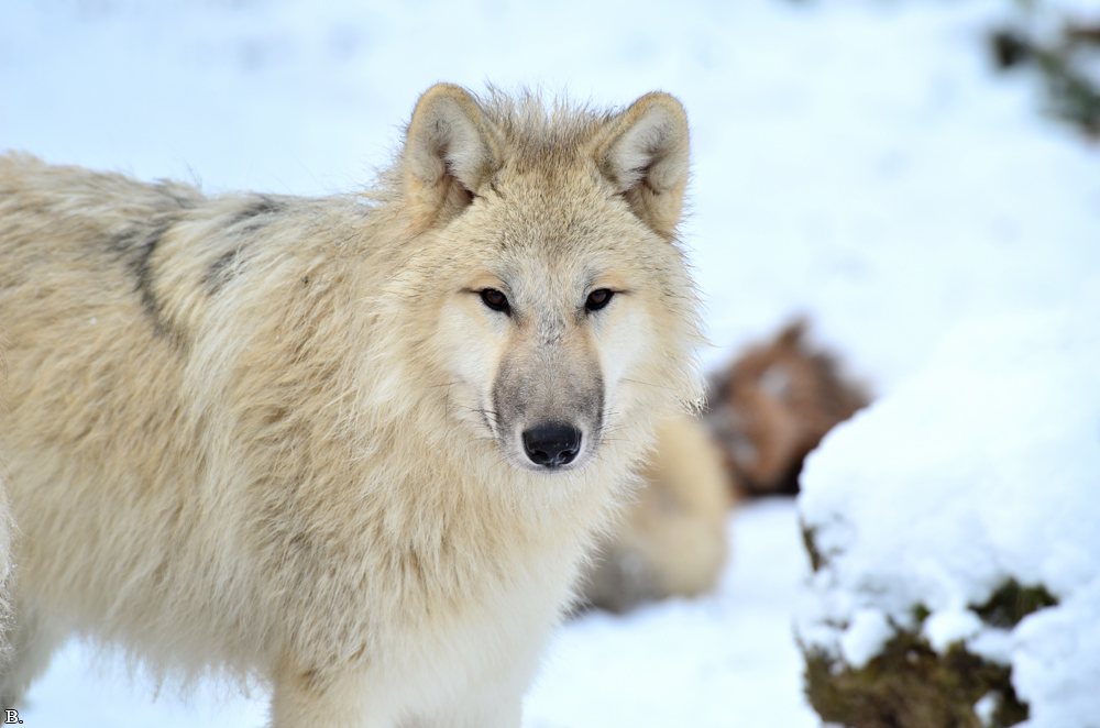 Pup7m12SpringeBineG_pup-148