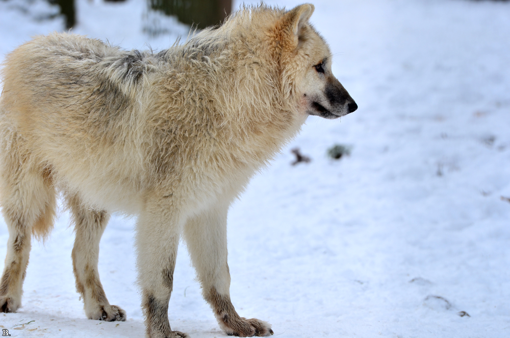 Pup7m12SpringeBineG_pup-152