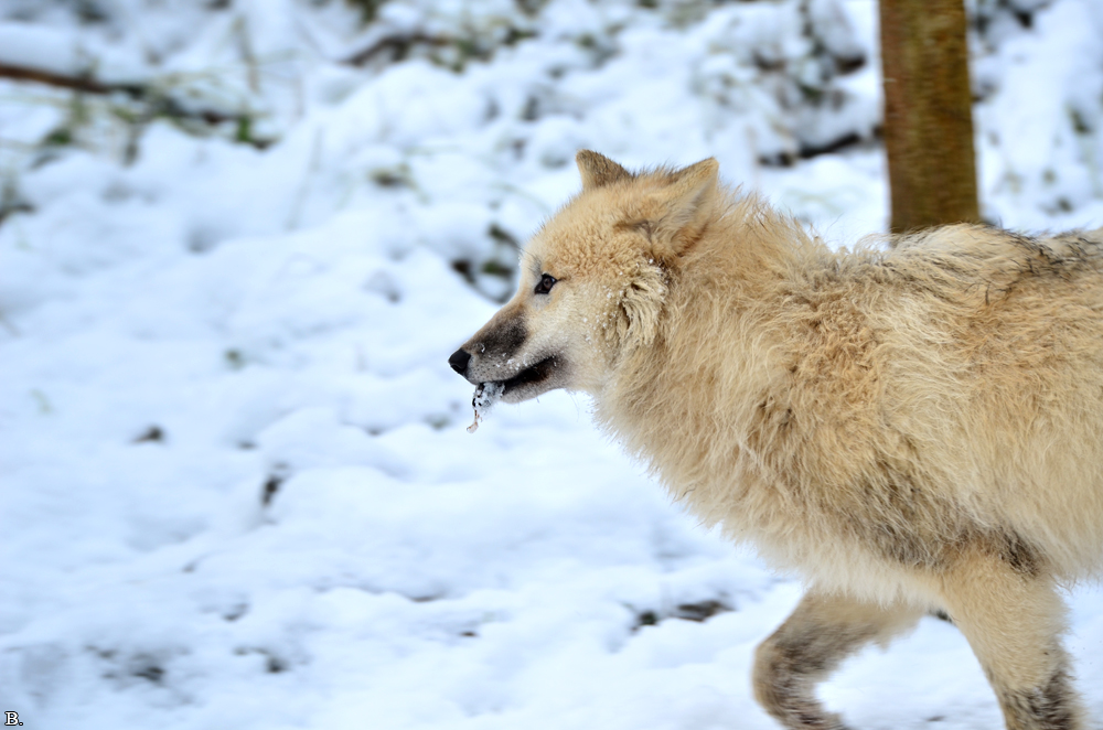 Pup7m12SpringeBineG_pup-155